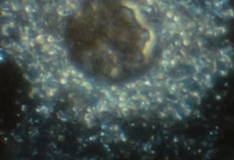 ALGAE EXTRACT