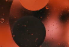 CALENDULA OFFICINALIS