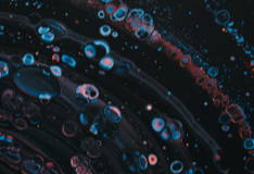 CERAMIDES
