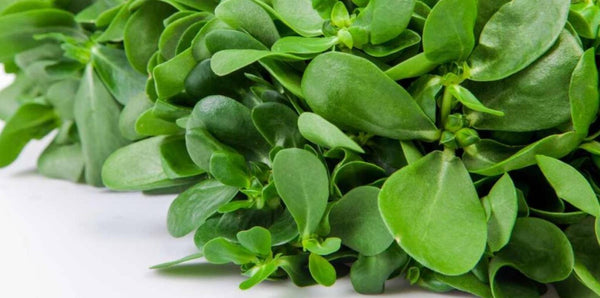 What Is Purslane Extract?