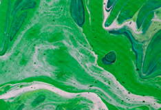 GREEN FERMENT COMPLEX