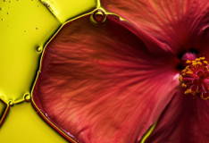 HIBISCUS SABDARIFFA FLOWER EXTRACT