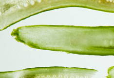 CICA EXTRACT