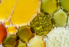 PROBIOTIC FERMENTS